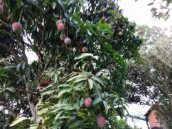 Chácara para Venda em Pirapora do Bom Jesus - 4